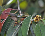 Racket-tailed Coquette - Discosura longicaudus (female)