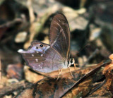 Pierella hyalinus extincta
