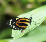 Tiger Mimic Queen - Lycorea halia