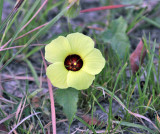 Mallow Family - Malvaceae