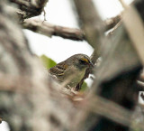 Grassland Sparrow - Ammodramus humeralis