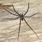 Guyana Fishing Spiders