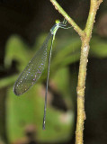 helicopter damselfly sp.