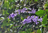 IMG_7005.JPG
