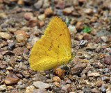 Dark Apricot Sulphur - Phoebis argante