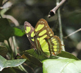 Malachite - Siproeta stelenes