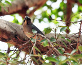 Grayish Saltator - Saltator coerulescens