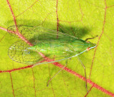 Dictyopharidae - Nersia florens