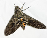 Carolina Sphinx - Manduca sexta