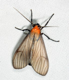 Atyphopsis sp.
