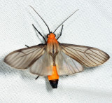 Atyphopsis sp.