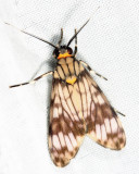  Eucereon sp.