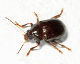 Eumolpinae