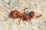 Acromyrmex sp.