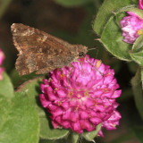 Mimosa Skipper - Cogia calchas