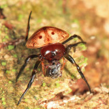 Hypognatha sp.