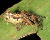 Wagneriana sp.