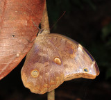 Catoblepia xanthus