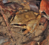 Leptodactylus mystaceus