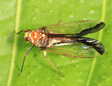 Cixiidae - Taosa sp.