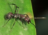 Camponotus leydigi