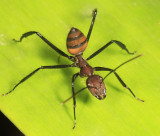 Camponotus mocsaryi 