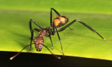 Camponotus mocsaryi 