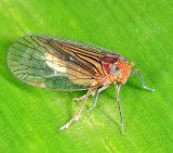 Cixiidae - Cixiini