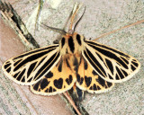 8175 - Little Virgin Tiger Moth - Grammia virguncula