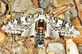 8146 - Giant Leopard Moth - Hypercompe scribonia