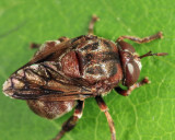 Syrphid Flies - subfamily Microdontinae