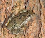 Gray Treefrog - Hyla versicolor