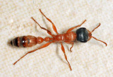 Pseudomyrmex gracilis complex