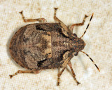 Scutelleridae - Tetyra antillarum