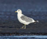 Mew Gull - Larus canus