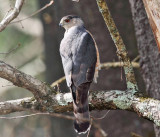 Coopers Hawk - Accipiter cooperii