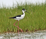 Black-necked Stilt - Himantopus mexicanus