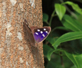 Florida Purplewing - Eunica tatila