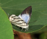 Fine-lined Stripe-streak - Arawacus sito