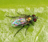 Dolichopodidae