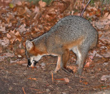 Gray Fox - Urocyon cinereoargenteus