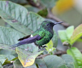 Green Thorntail - Discosura conversii