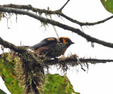 Flame-faced Tanager - Tangara parzudakii