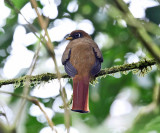 Collared Trogon - Trogon collaris