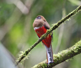 Collared Trogon - Trogon collaris