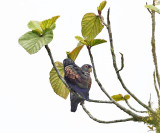 Bronze-winged Parrot - Pionus chalcopterus
