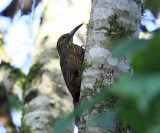 Strong-billed Woodcreeper - Xiphocolaptes promeropirhynchus