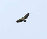 Short-tailed hawk - Buteo brachyurus