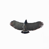 Barred Hawk - Leucopternis princeps