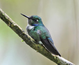 Wedge-billed Hummingbird - Schistes geoffroyi